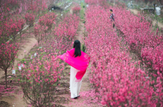 TOUR DU XUÂN MIỀN BẮC 4 NGÀY